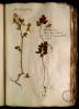  Fol. 26 

Alceae species. Alcea villosa Dalechampij. Anemonis species. Denticulata Herbariorum. Moscatula sive moschatella pratensis.